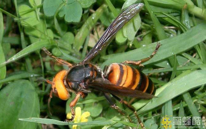 中国大虎头蜂真能蜇死人吗？