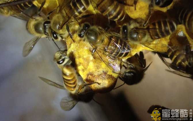 中蜂出现几个王台如何处理？一箱蜂有几个王台怎么办？