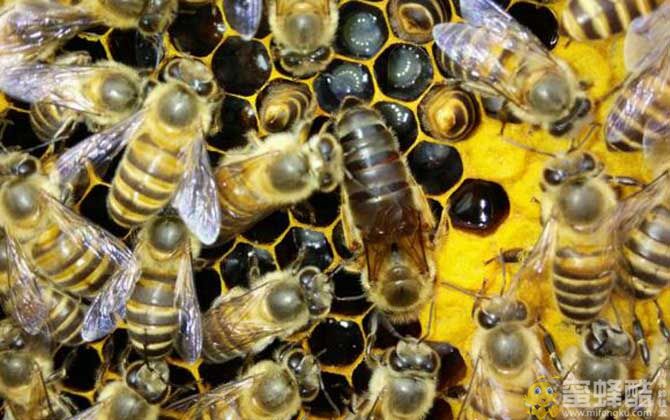 一团蜜蜂怎么找蜂王？如何快速找到蜂王(图1)