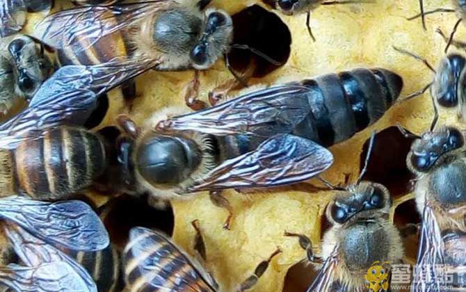 一个蜂箱里有几只蜂王？也可以双王同箱养蜂技术(图3)