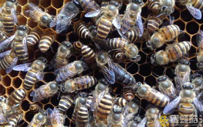 一个蜂箱里有几只蜂王？也可以双王同箱养蜂技术(图2)
