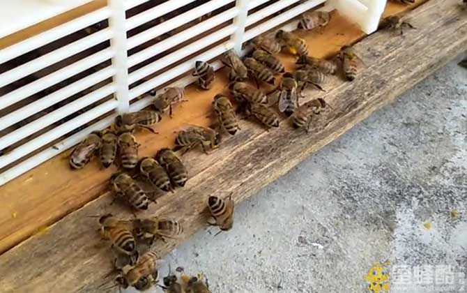 常见蜜蜂的种类及图片大全(图2)