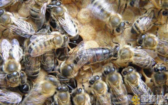常见蜜蜂的种类及图片大全(图3)