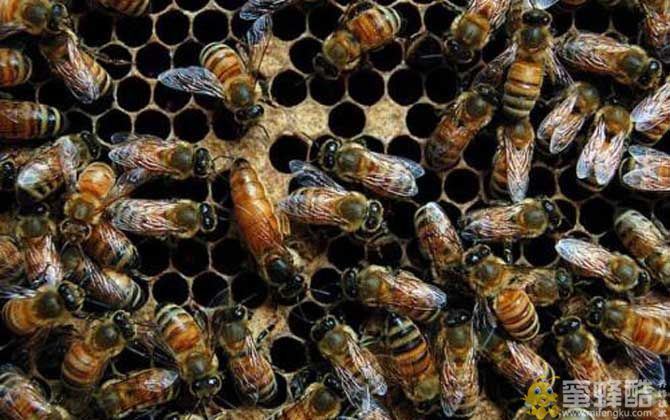 常见蜜蜂的种类及图片大全(图6)