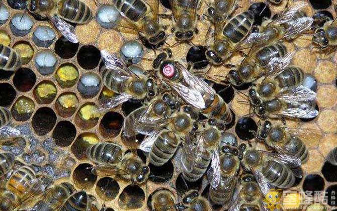 常见蜜蜂的种类及图片大全(图4)