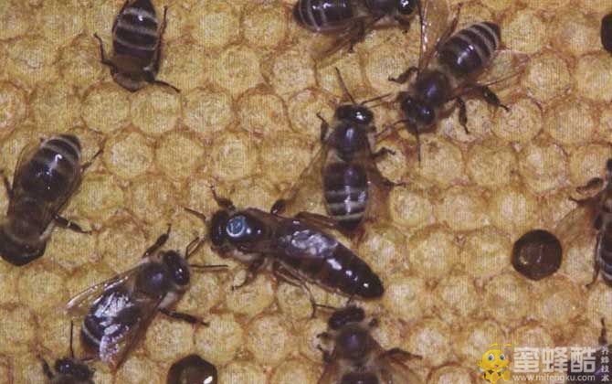 常见蜜蜂的种类及图片大全(图5)