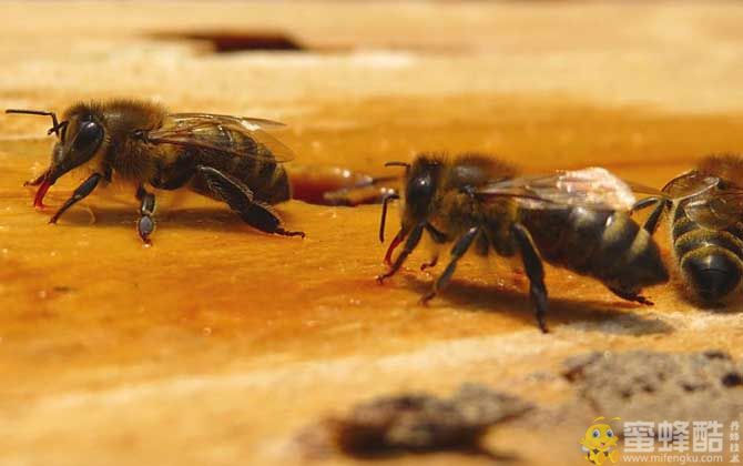 蜜蜂有哪些病,怎么防治？急性/慢性蜜蜂麻痹病