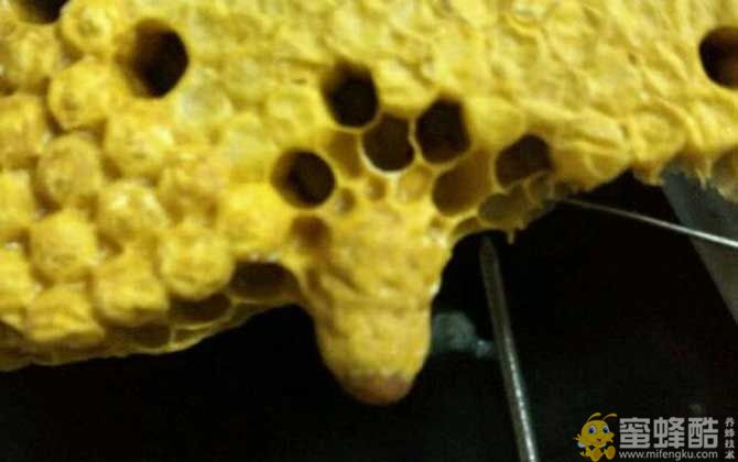 什么是黑蜂王台病毒病？