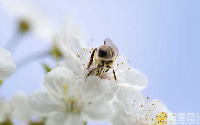 蜜蜂蜇人预示什么？(图2)